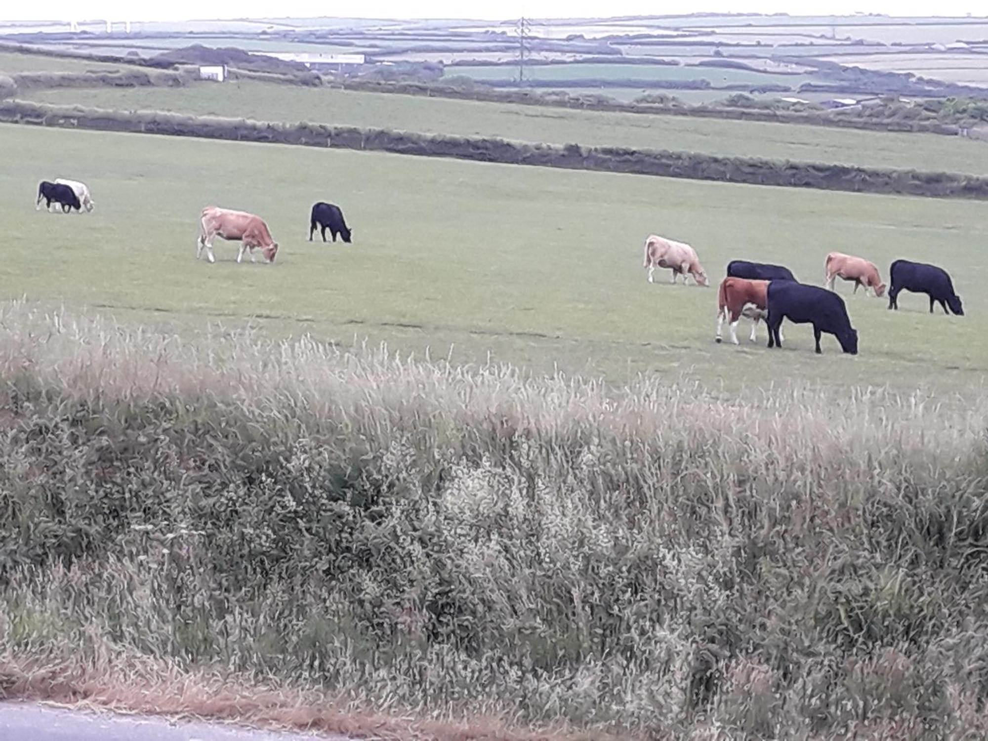 卡姆尔福德Melorne Farm住宿加早餐旅馆 外观 照片