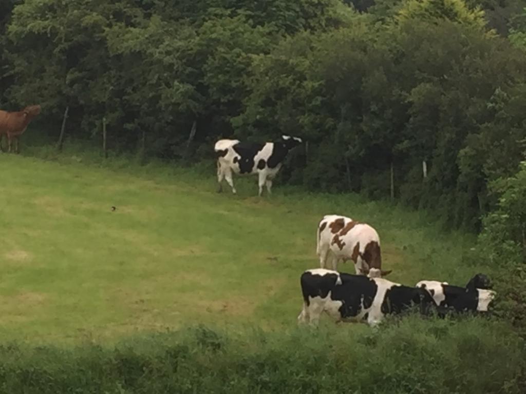 卡姆尔福德Melorne Farm住宿加早餐旅馆 外观 照片
